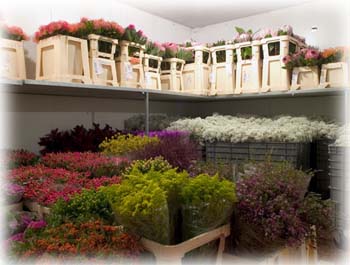 Magazzino-Fiori-7