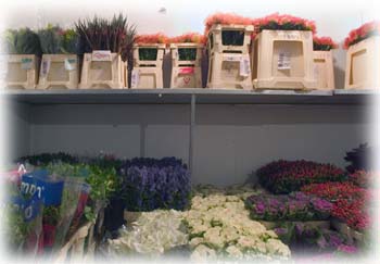 Magazzino-Fiori-8
