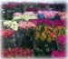 Magazzino-Fiori-3